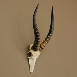 Blessbock (Damaliscus phillipsi) Antelope Africa Skull trophy HL 41 cm 88.5.22