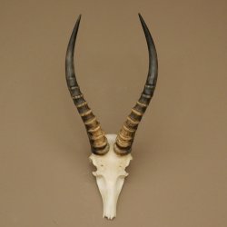 Blessbock (Damaliscus phillipsi) Antelope Africa Skull trophy HL 41 cm 88.5.22