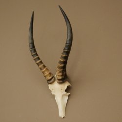 Blessbock (Damaliscus phillipsi) Antelope Africa Skull trophy HL 41 cm 88.5.22