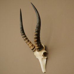 Blessbock (Damaliscus phillipsi) Antelope Africa Skull trophy HL 41 cm 88.5.22