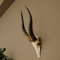 Blessbock (Damaliscus phillipsi) Antelope Africa Skull trophy HL 41 cm 88.5.22