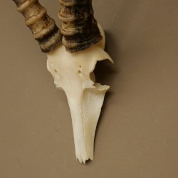 Blessbock (Damaliscus phillipsi) Antelope Africa Skull trophy HL 41 cm 88.5.22