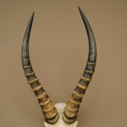 Blessbock (Damaliscus phillipsi) Antelope Africa Skull trophy HL 41 cm 88.5.22