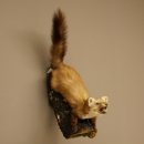 Steinmarder Marder offene Schnauze Fang echte Zähne...