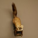 Steinmarder Marder offene Schnauze Fang echte Zähne auf Ast Präparat Deko Höhe 59 m Tierpräparat 89.5.234