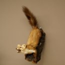 Steinmarder Marder offene Schnauze Fang echte Zähne auf Ast Präparat Deko Höhe 59 m Tierpräparat 89.5.234