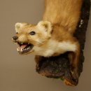 Steinmarder Marder offene Schnauze Fang echte Zähne auf Ast Präparat Deko Höhe 59 m Tierpräparat 89.5.234