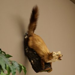 Steinmarder Marder offene Schnauze Fang echte Zähne auf Ast Präparat Deko Höhe 59 m Tierpräparat 89.5.234