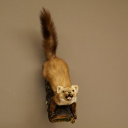 Steinmarder Marder offene Schnauze Fang echte Zähne auf Ast Präparat Deko Höhe 59 m Tierpräparat 89.5.234