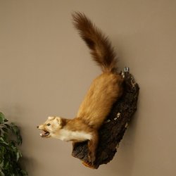 Steinmarder Marder offene Schnauze Fang echte Zähne auf Ast Präparat Deko Höhe 59 m Tierpräparat 89.5.234