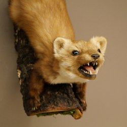 Steinmarder Marder offene Schnauze Fang echte Zähne auf Ast Präparat Deko Höhe 59 m Tierpräparat 89.5.234