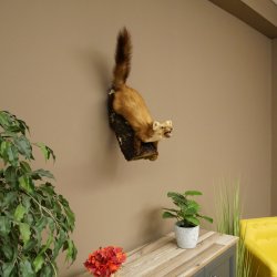 Steinmarder Marder offene Schnauze Fang echte Zähne auf Ast Präparat Deko Höhe 59 m Tierpräparat 89.5.234