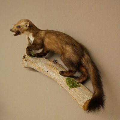 Steinmarder Marder offene Schnauze Fang echte Zähne auf Ast Präparat Deko Höhe 34 m Tierpräparat 89.5.235