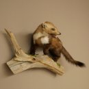 Steinmarder Marder offene Schnauze Fang echte Zähne...