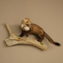 Steinmarder Marder offene Schnauze Fang echte Zähne auf Ast Präparat Deko Höhe 34 m Tierpräparat 89.5.235