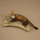 Steinmarder Marder offene Schnauze Fang echte Zähne auf Ast Präparat Deko Höhe 34 m Tierpräparat 89.5.235