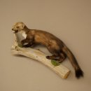 Steinmarder Marder offene Schnauze Fang echte Zähne auf Ast Präparat Deko Höhe 34 m Tierpräparat 89.5.235