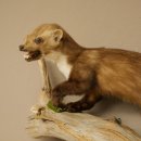 Steinmarder Marder offene Schnauze Fang echte Zähne auf Ast Präparat Deko Höhe 34 m Tierpräparat 89.5.235