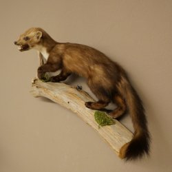 Steinmarder Marder offene Schnauze Fang echte Zähne auf Ast Präparat Deko Höhe 34 m Tierpräparat 89.5.235