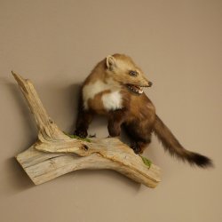 Steinmarder Marder offene Schnauze Fang echte Zähne auf Ast Präparat Deko Höhe 34 m Tierpräparat 89.5.235