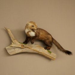 Steinmarder Marder offene Schnauze Fang echte Zähne auf Ast Präparat Deko Höhe 34 m Tierpräparat 89.5.235