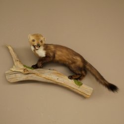 Steinmarder Marder offene Schnauze Fang echte Zähne auf Ast Präparat Deko Höhe 34 m Tierpräparat 89.5.235