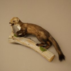 Steinmarder Marder offene Schnauze Fang echte Zähne auf Ast Präparat Deko Höhe 34 m Tierpräparat 89.5.235