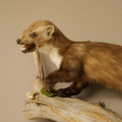 Steinmarder Marder offene Schnauze Fang echte Zähne auf Ast Präparat Deko Höhe 34 m Tierpräparat 89.5.235