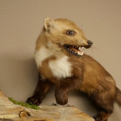 Steinmarder Marder offene Schnauze Fang echte Zähne auf Ast Präparat Deko Höhe 34 m Tierpräparat 89.5.235
