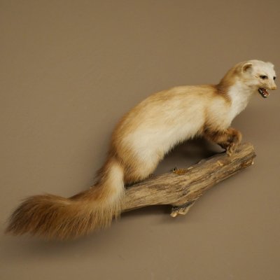 Steinmarder Marder offene Schnauze Fang echte Zähne auf Ast Präparat Deko Höhe 36 m Tierpräparat 89.5.236