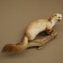 Steinmarder Marder offene Schnauze Fang echte Zähne...