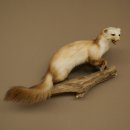 Steinmarder Marder offene Schnauze Fang echte Zähne...