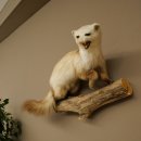 Steinmarder Marder offene Schnauze Fang echte Zähne auf Ast Präparat Deko Höhe 36 m Tierpräparat 89.5.236