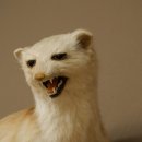 Steinmarder Marder offene Schnauze Fang echte Zähne auf Ast Präparat Deko Höhe 36 m Tierpräparat 89.5.236