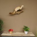 Steinmarder Marder offene Schnauze Fang echte Zähne auf Ast Präparat Deko Höhe 36 m Tierpräparat 89.5.236