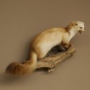 Steinmarder Marder offene Schnauze Fang echte Zähne auf Ast Präparat Deko Höhe 36 m Tierpräparat 89.5.236