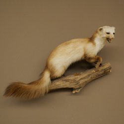 Steinmarder Marder offene Schnauze Fang echte Zähne auf Ast Präparat Deko Höhe 36 m Tierpräparat 89.5.236