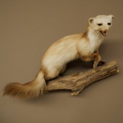 Steinmarder Marder offene Schnauze Fang echte Zähne auf Ast Präparat Deko Höhe 36 m Tierpräparat 89.5.236