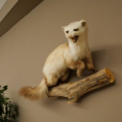 Steinmarder Marder offene Schnauze Fang echte Zähne auf Ast Präparat Deko Höhe 36 m Tierpräparat 89.5.236