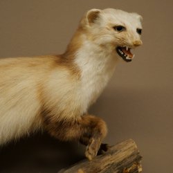 Steinmarder Marder offene Schnauze Fang echte Zähne auf Ast Präparat Deko Höhe 36 m Tierpräparat 89.5.236