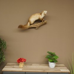 Steinmarder Marder offene Schnauze Fang echte Zähne auf Ast Präparat Deko Höhe 36 m Tierpräparat 89.5.236