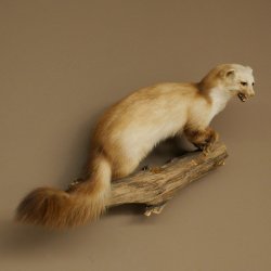 Steinmarder Marder offene Schnauze Fang echte Zähne auf Ast Präparat Deko Höhe 36 m Tierpräparat 89.5.236