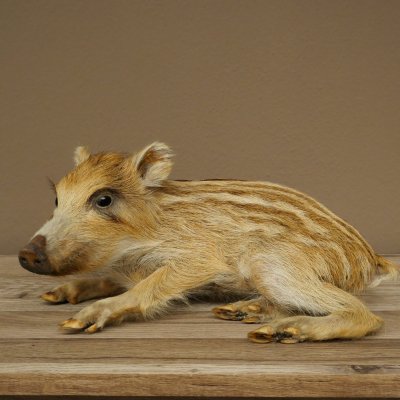 Frischling Ganzpräparat Höhe 16 cm liegend Schwein Wildschwein Präparat Deko 34.2.36