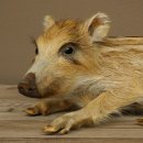 Frischling Ganzpräparat Höhe 16 cm liegend Schwein Wildschwein Präparat Deko 34.2.36