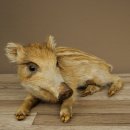 Frischling Ganzpräparat Höhe 16 cm liegend Schwein Wildschwein Präparat Deko 34.2.36