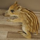 Frischling Ganzpräparat Höhe 16 cm liegend Schwein Wildschwein Präparat Deko 34.2.36