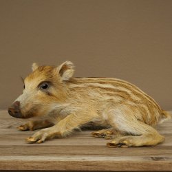 Frischling Ganzpräparat Höhe 16 cm liegend Schwein Wildschwein Präparat Deko 34.2.36