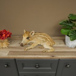 Frischling Ganzpräparat Höhe 16 cm liegend Schwein Wildschwein Präparat Deko 34.2.36