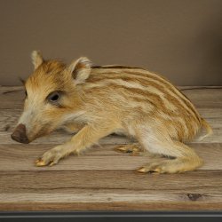 Frischling Ganzpräparat Höhe 16 cm liegend Schwein Wildschwein Präparat Deko 34.2.36