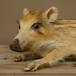 Frischling Ganzpräparat Höhe 16 cm liegend Schwein Wildschwein Präparat Deko 34.2.36